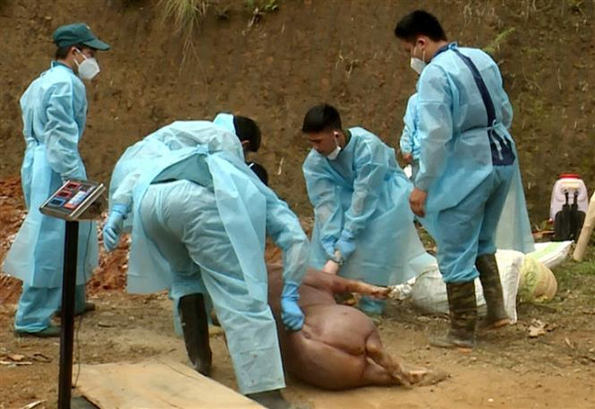 全国各地多措并举全力做好非洲猪瘟防控工作 ảnh 3 全国各地多措并举全力做好非洲猪瘟防控工作 ảnh 3