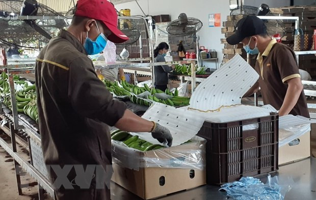 越南农业与农村发展部长:越南香蕉迎来对中国出口的机遇 ảnh 1 越南农业与农村发展部长:越南香蕉迎来对中国出口的机遇 ảnh 1