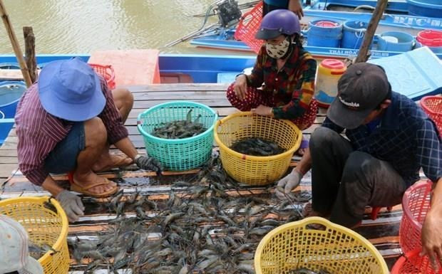 越南金瓯省出口额突破10亿美元大关 ảnh 1 越南金瓯省出口额突破10亿美元大关 ảnh 1
