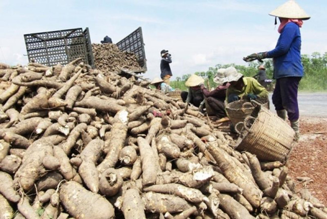 越南木薯产业力争到2030年产量超过1200万吨 出口额达到20亿美元 ảnh 1 越南木薯产业力争到2030年产量超过1200万吨 出口额达到20亿美元 ảnh 1