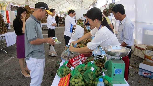 着力加大兴安龙眼出口力度 ảnh 1