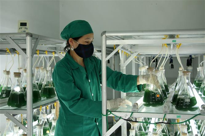 螺旋藻在越南中部养殖成功 ảnh 1 螺旋藻在越南中部养殖成功 ảnh 1