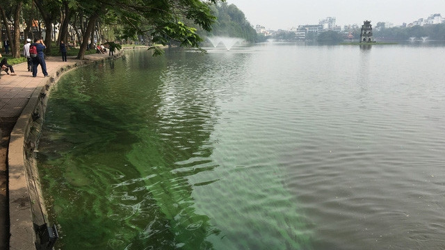 河内市在还剑湖重放绿藻 ảnh 1 河内市在还剑湖重放绿藻 ảnh 1