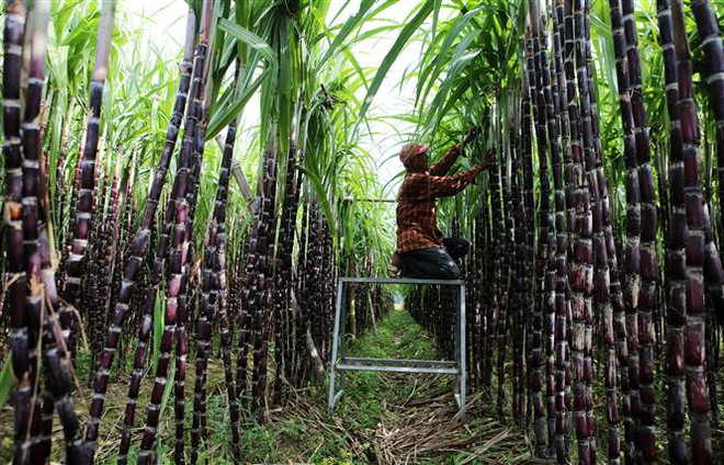 政府总理要求为越南甘蔗制糖业化解困难 ảnh 1