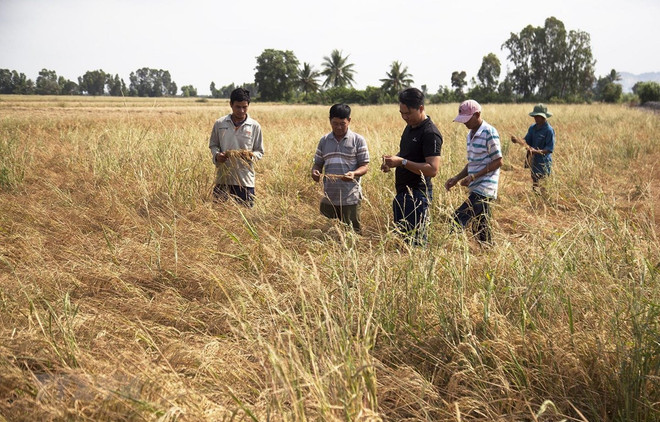 越南中部地区从3月至5月或将遭遇干旱和海水入侵 ảnh 1 越南中部地区从3月至5月或将遭遇干旱和海水入侵 ảnh 1