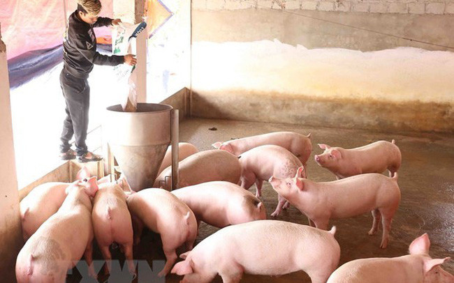 《欧盟-越南自由贸易协定》:越南畜牧业走向何方 ? ảnh 1 《欧盟-越南自由贸易协定》:越南畜牧业走向何方 ? ảnh 1