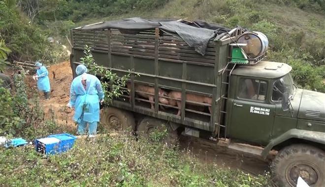 山萝省发现并销毁大量从老挝非法运输到越南的生猪 ảnh 1 山萝省发现并销毁大量从老挝非法运输到越南的生猪 ảnh 1