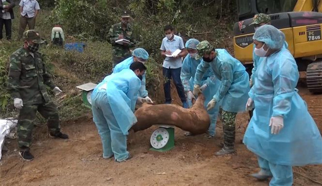 山萝省发现并销毁大量从老挝非法运输到越南的生猪 ảnh 2 山萝省发现并销毁大量从老挝非法运输到越南的生猪 ảnh 2