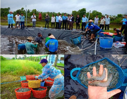 坚江省建立虾类安全养殖区 ảnh 1