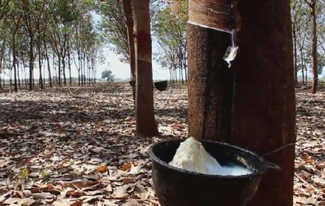 马来西亚天然橡胶产量快速增长 ảnh 1