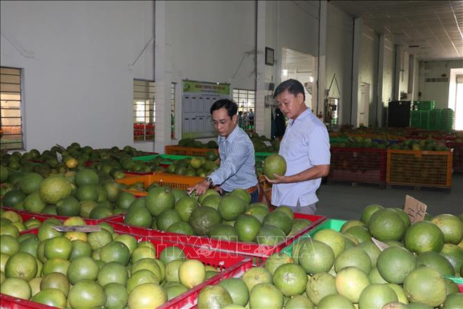 槟椥省为绿皮柚子打造生产价值链 ảnh 1 槟椥省为绿皮柚子打造生产价值链 ảnh 1