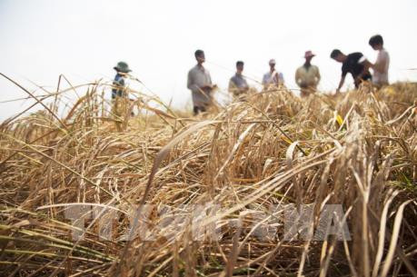 绿色气候基金向越南提供3020万美元无偿援助增强应对气候变化能力 ảnh 1 绿色气候基金向越南提供3020万美元无偿援助增强应对气候变化能力 ảnh 1