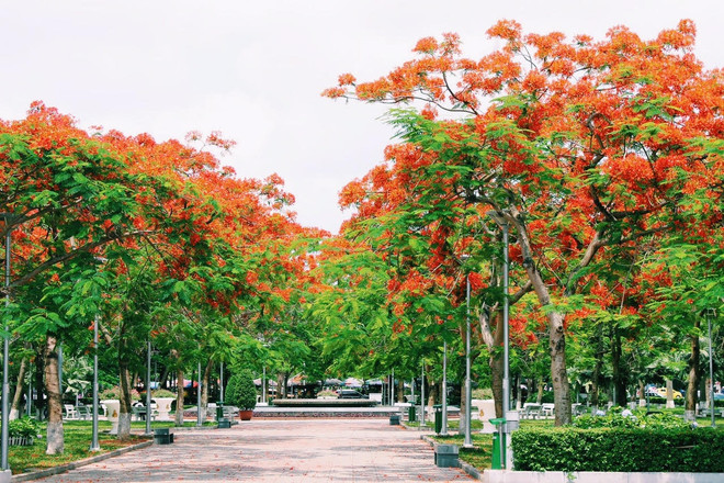 越南小姐选美大赛将推迟举行 海防市凤凰花节取消 ảnh 2 越南小姐选美大赛将推迟举行 海防市凤凰花节取消 ảnh 2