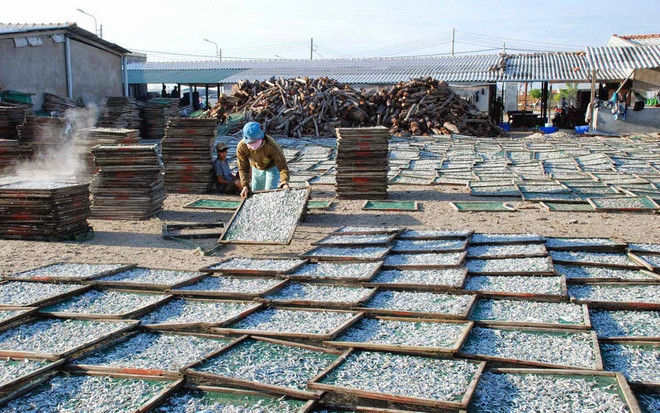 宁顺省力争实现渔业可持续发展 ảnh 1 宁顺省力争实现渔业可持续发展 ảnh 1