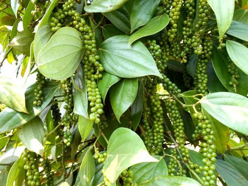 2020年2月份越南胡椒出口额环比增长25.5% ảnh 1