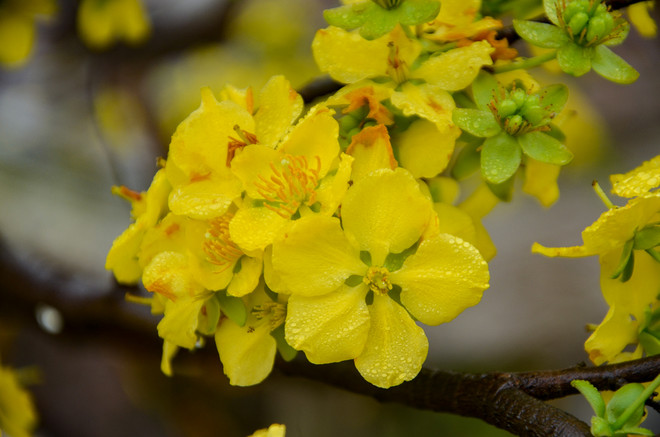  2017年樱花—安子黄梅花节在下龙市拉开帷幕 ảnh 3
