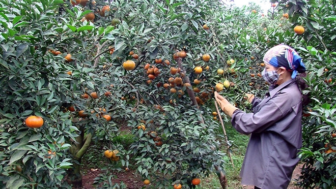 朝着大规模商品生产方向建设农业:实现庄园经济可持续发展 ảnh 1 朝着大规模商品生产方向建设农业:实现庄园经济可持续发展 ảnh 1