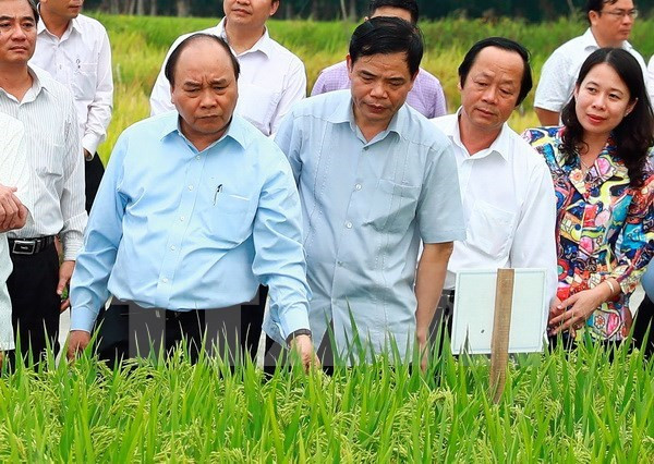 越南政府总理阮春福:越南稻谷产业正进入革新阶段 ảnh 1 越南政府总理阮春福:越南稻谷产业正进入革新阶段 ảnh 1
