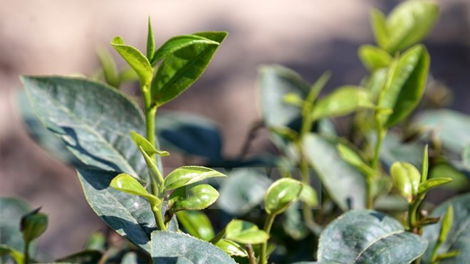 越南茶叶迎千载良机进军美国市场 ảnh 1 越南茶叶迎千载良机进军美国市场 ảnh 1