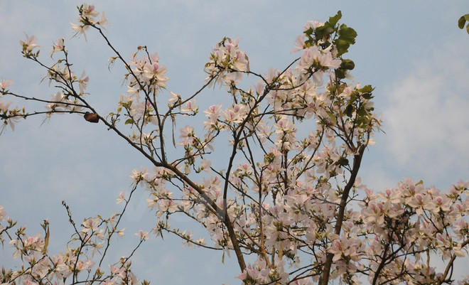 2017年奠边羊蹄甲花节:西北各民族文化汇聚的平台 ảnh 4 2017年奠边羊蹄甲花节:西北各民族文化汇聚的平台 ảnh 4