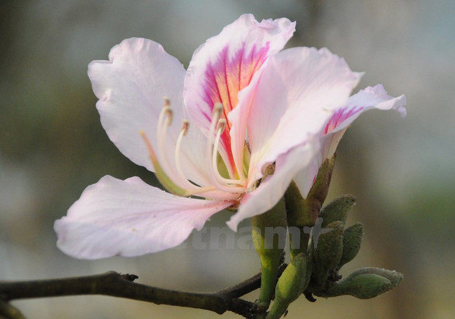 2017年奠边羊蹄甲花节:西北各民族文化汇聚的平台 ảnh 3 2017年奠边羊蹄甲花节:西北各民族文化汇聚的平台 ảnh 3