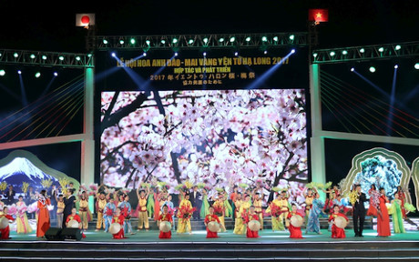  2017年樱花—安子黄梅花节在下龙市拉开帷幕 ảnh 1