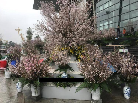 日本樱花节首次在永福省举行 ảnh 1 日本樱花节首次在永福省举行 ảnh 1