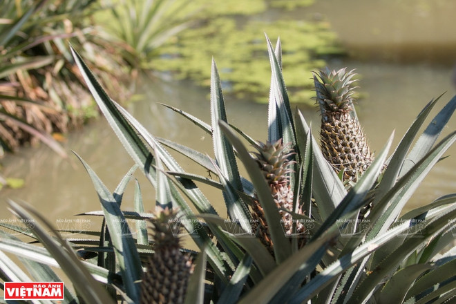 远近驰名的塞苟菠萝 ảnh 1