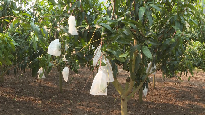 为出口的芒果“穿衣服” ảnh 2