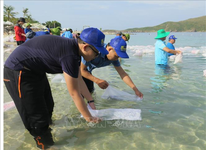 放养鱼苗 助力芽庄湾渔业资源恢复 ảnh 1