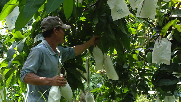 为出口的芒果“穿衣服” ảnh 1