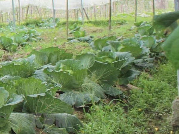 安江省尚未收到柬方任何关于禁止进口越南果蔬的通知 ảnh 1 安江省尚未收到柬方任何关于禁止进口越南果蔬的通知 ảnh 1