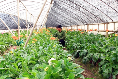 河内市加大科技应用促进农业生产发展 ảnh 1 河内市加大科技应用促进农业生产发展 ảnh 1