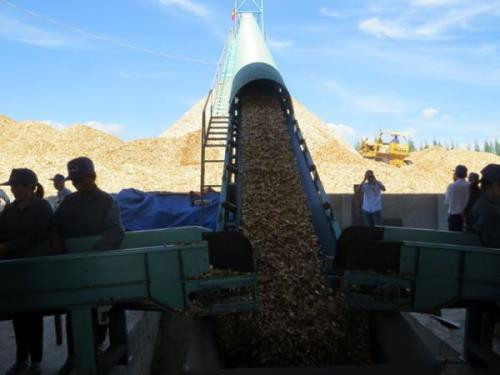 越南富安省最大木屑加工厂正式投入运营 ảnh 1