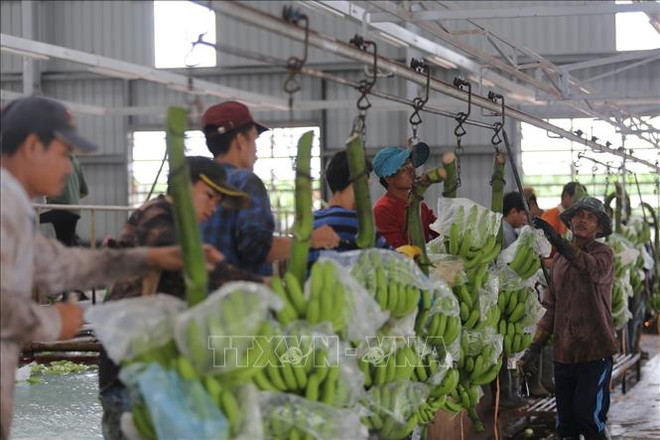 在柬埔寨的越南农业项目协助越裔柬埔寨人进行职业转型 ảnh 2 在柬埔寨的越南农业项目协助越裔柬埔寨人进行职业转型 ảnh 2