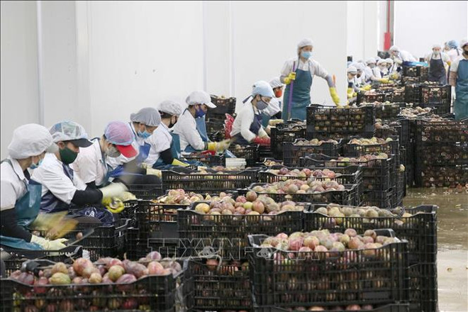 澳大利亚学者:越南采取有效政策举措 确保经济持续增长 ảnh 1 澳大利亚学者:越南采取有效政策举措 确保经济持续增长 ảnh 1