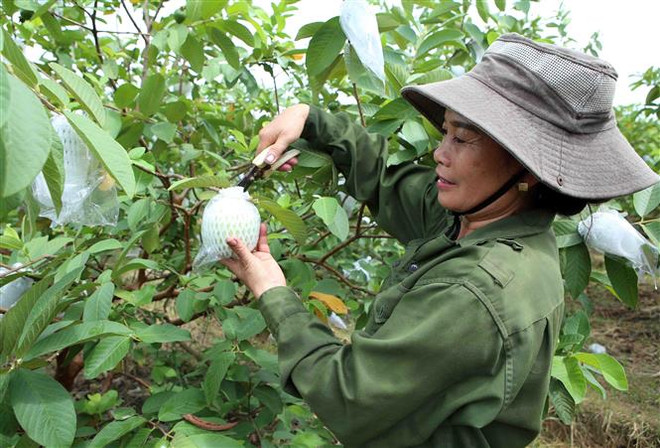 统计总局局长：第四季度越南经济增长势头仍将延续 ảnh 1