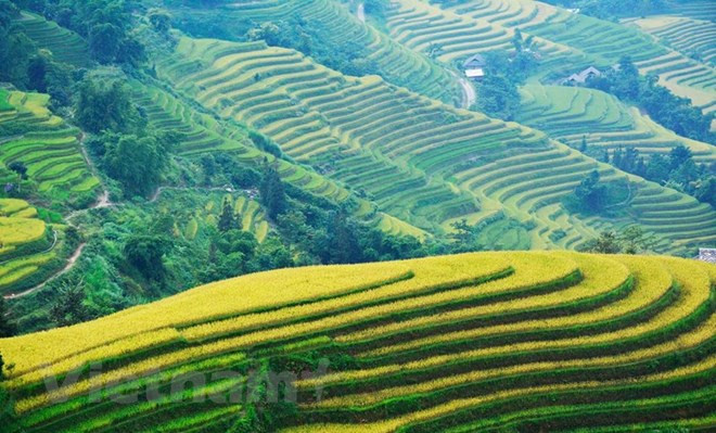 黄树肥正当金秋时节 吸引国内外游客前来游览 ảnh 1 黄树肥正当金秋时节 吸引国内外游客前来游览 ảnh 1