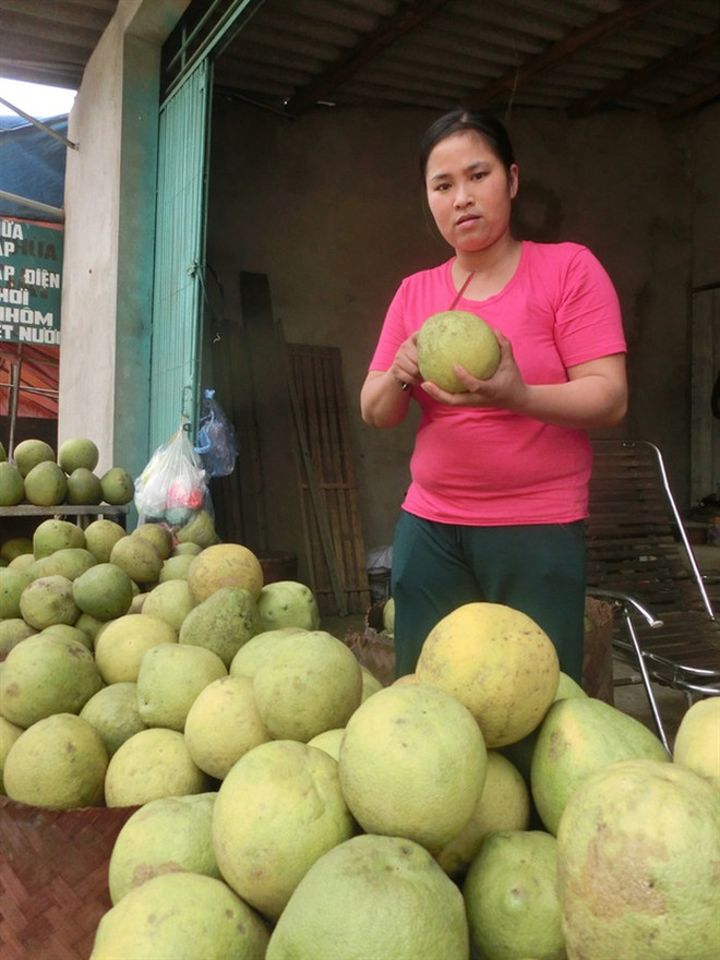 柚子品种多样化助推富寿省端雄县农民脱贫 ảnh 1