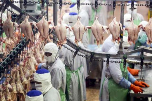 2020年泰国鸡肉出口或将增长10% ảnh 1 2020年泰国鸡肉出口或将增长10% ảnh 1