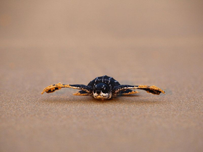 泰国发现11个稀有棱皮龟巢 ảnh 2 泰国发现11个稀有棱皮龟巢 ảnh 2