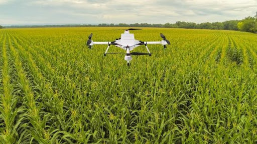 农业在疫情形势中扮演支柱角色 ảnh 1 农业在疫情形势中扮演支柱角色 ảnh 1