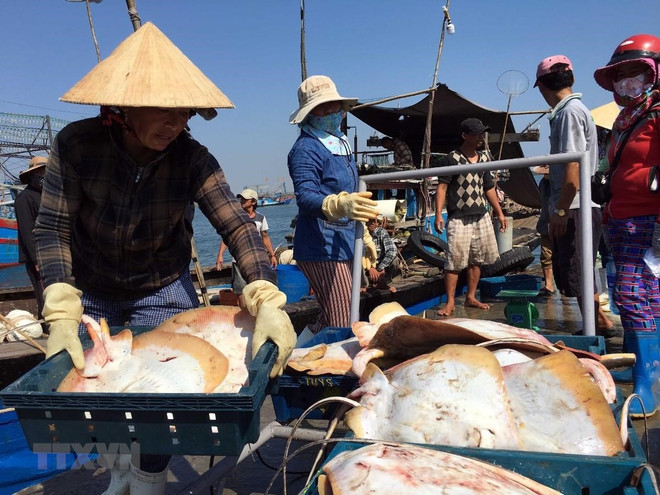 越南努力保护与有效开发水产资源 ảnh 1 越南努力保护与有效开发水产资源 ảnh 1