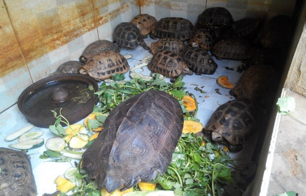 越南推出多项紧急措施阻止野生动物交易活动 ảnh 1 越南推出多项紧急措施阻止野生动物交易活动 ảnh 1