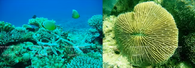 吉婆--海上“碧玉” ảnh 17