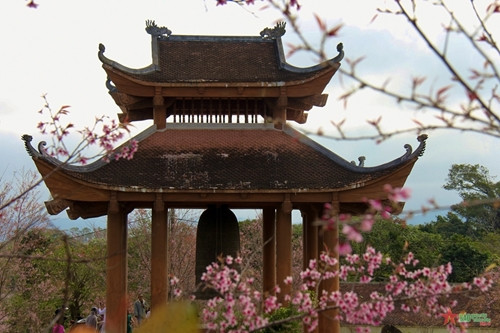 昆嵩省芒丹镇力争成为樱花小镇 ảnh 1