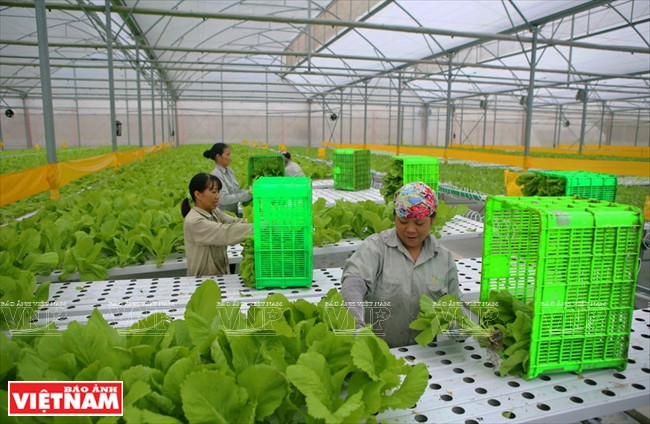加强监管力度 促进有机农业产业链的构建 ảnh 1 加强监管力度 促进有机农业产业链的构建 ảnh 1
