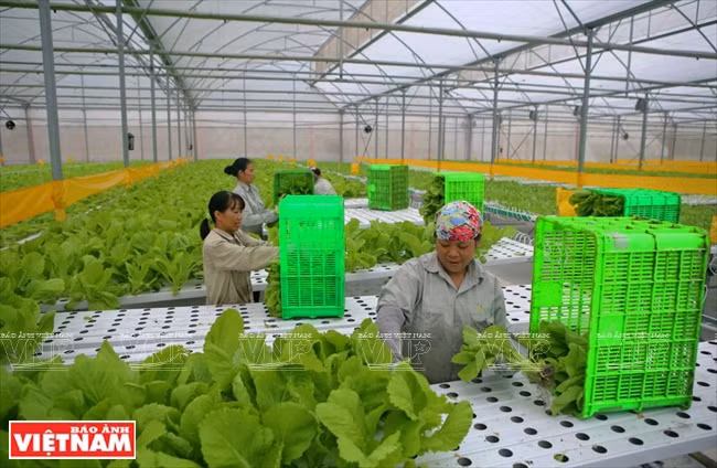 加强监管力度 促进有机农业产业链的构建 ảnh 1 加强监管力度 促进有机农业产业链的构建 ảnh 1