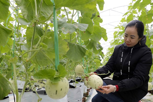 广宁省高科技农业园区正式成立 ảnh 1 广宁省高科技农业园区正式成立 ảnh 1