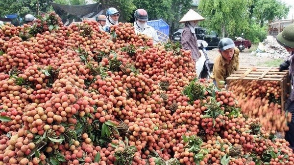 海阳省荔枝出口量达5000吨 ảnh 1